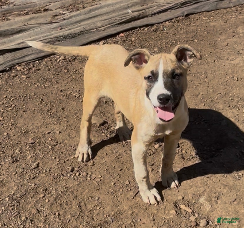 Mixed Breed dogs Vixen  - Ad 33