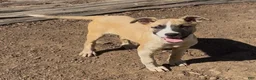 Mixed Breed dogs for sale: Vixen  - Ad 1