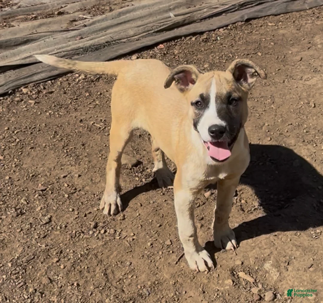 Mixed Breed dogs for sale: Vixen  - Ad 1