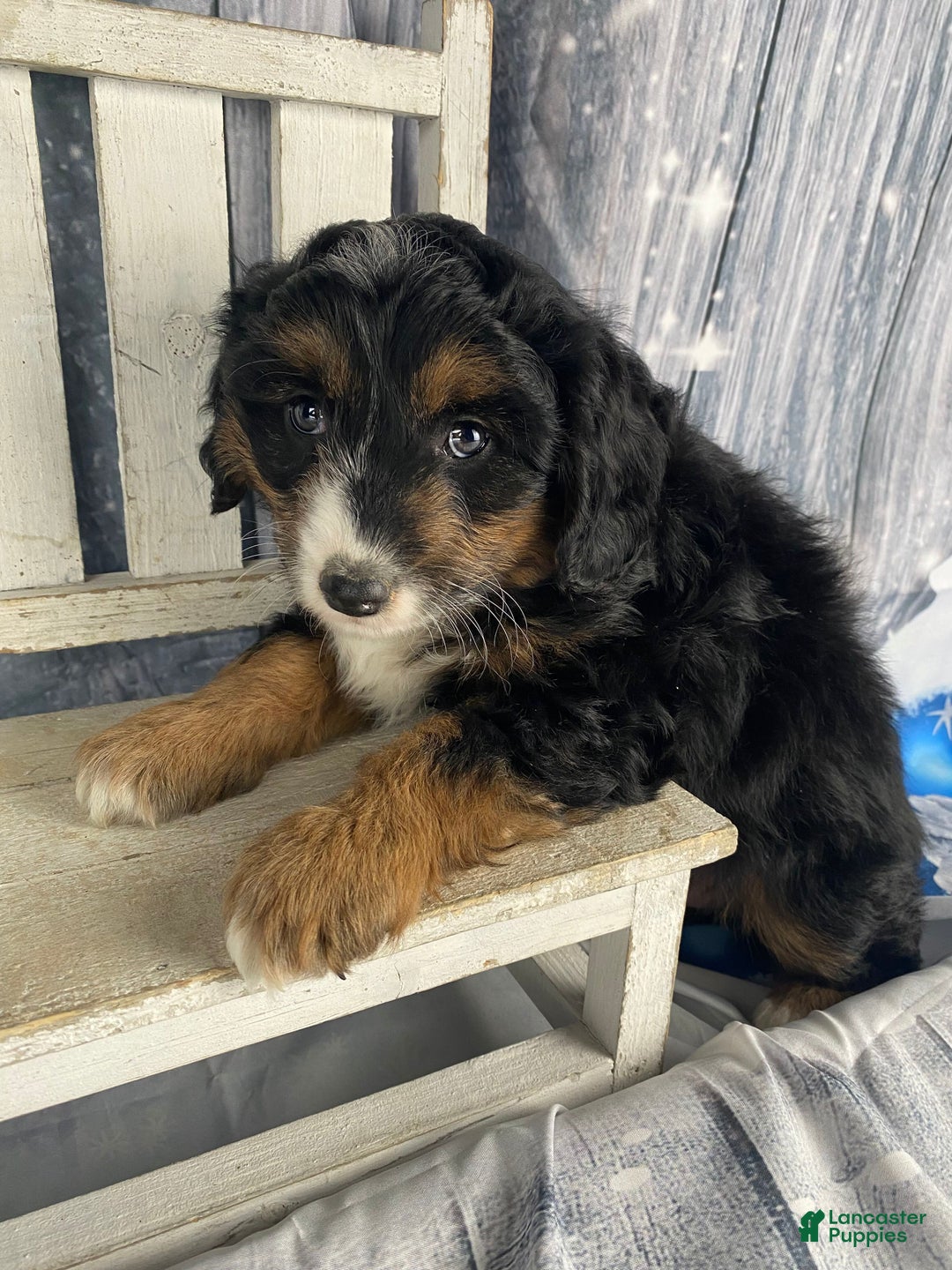 Aussiedoodle dogs for sale: Oreo - Ad 12