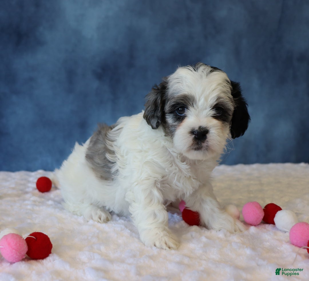 Shihpoo dogs for sale: Peony - Ad 1