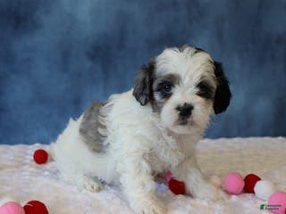 Shihpoo dogs Peony - Ad 15