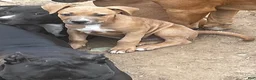American Pit Bull Terrier dogs for sale: American Pit Bull Terrier 9 - Ad 11