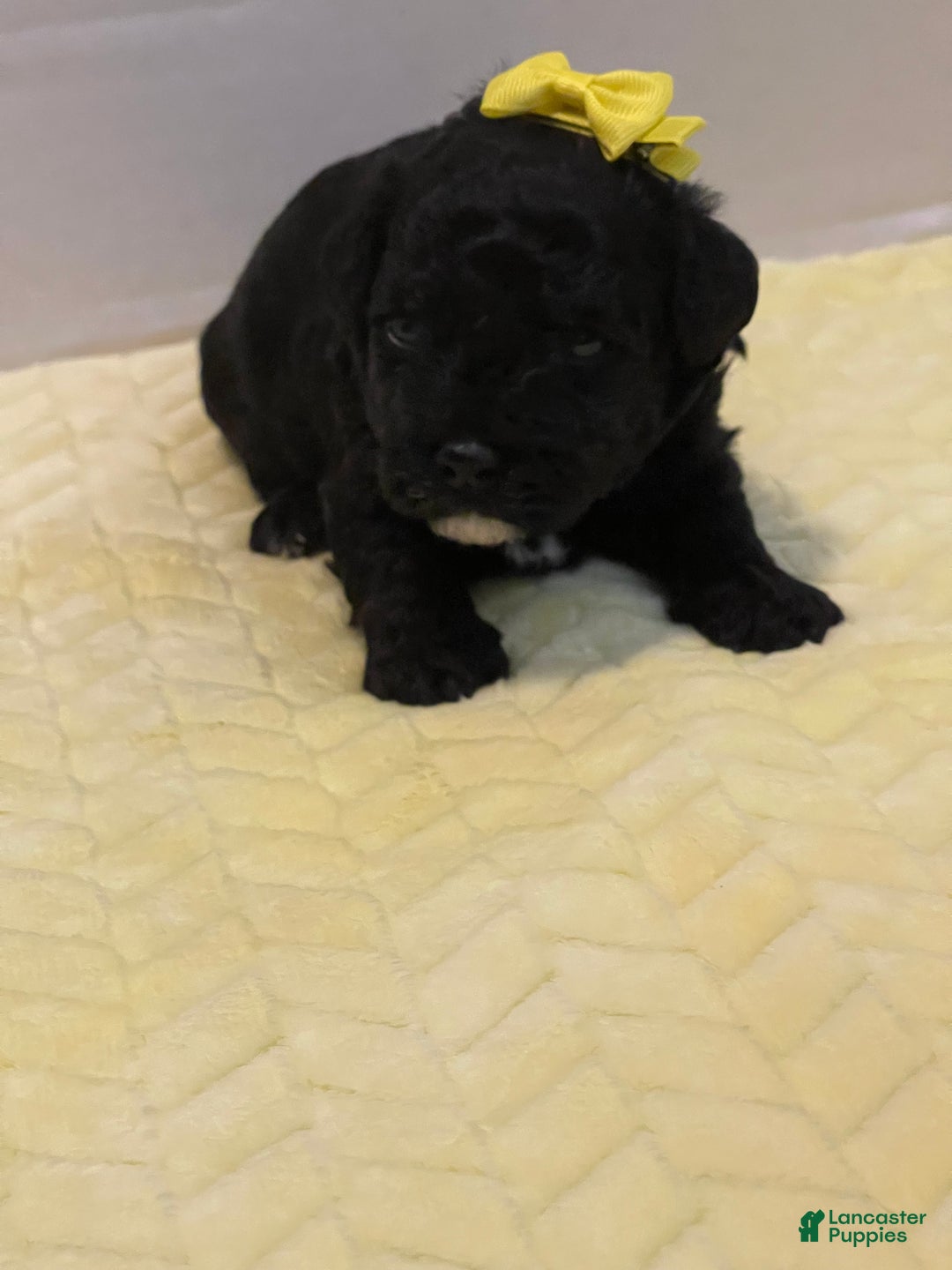 Goldendoodle dogs for sale: Goldendoodle Puppy 5 - Ad 6