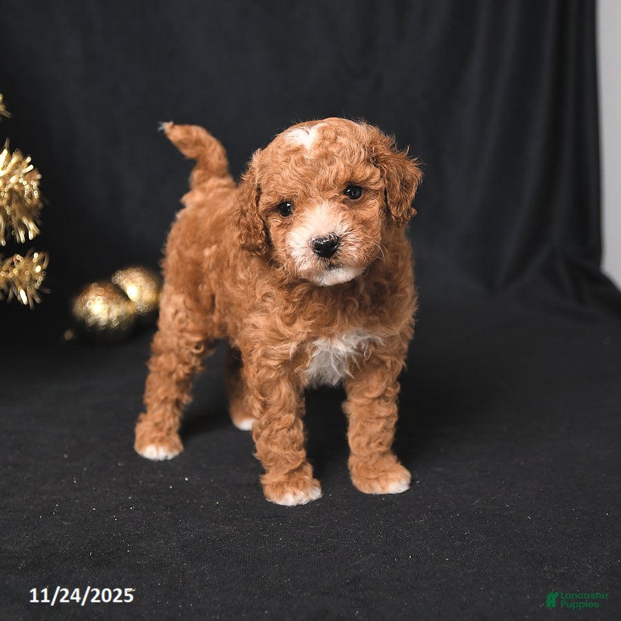 Toy Poodle dogs Cody - Ad 14