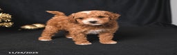 Toy Poodle dogs for sale: Cody - Ad 1