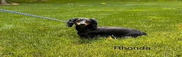 Dachshund dogs for sale: Rocky - Ad 4