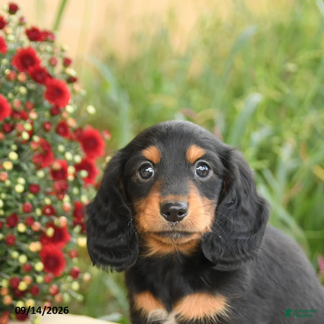Miniature Dachshund dogs for sale: Felix - Ad 5