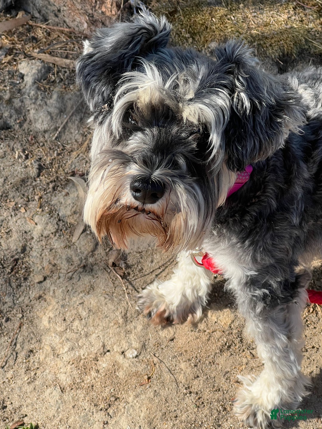 Gallery Image {{count}}