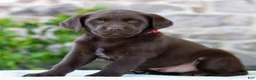 Labrador Retriever dogs for sale: Teddy - Ad 1