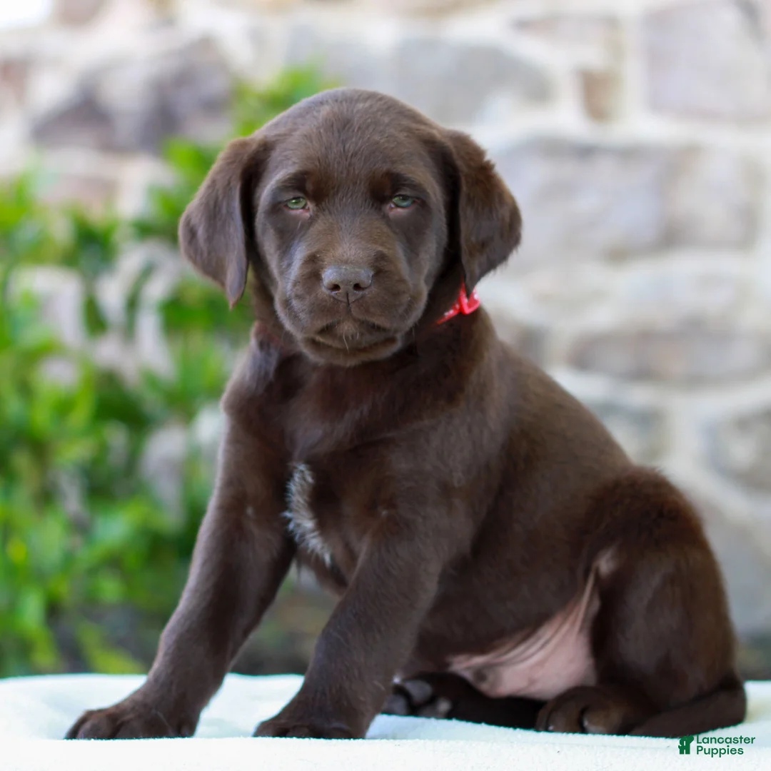 Labrador Retriever dogs for sale: Teddy - Ad 1