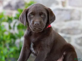 Labrador Retriever dogs for sale: Teddy - Ad 3
