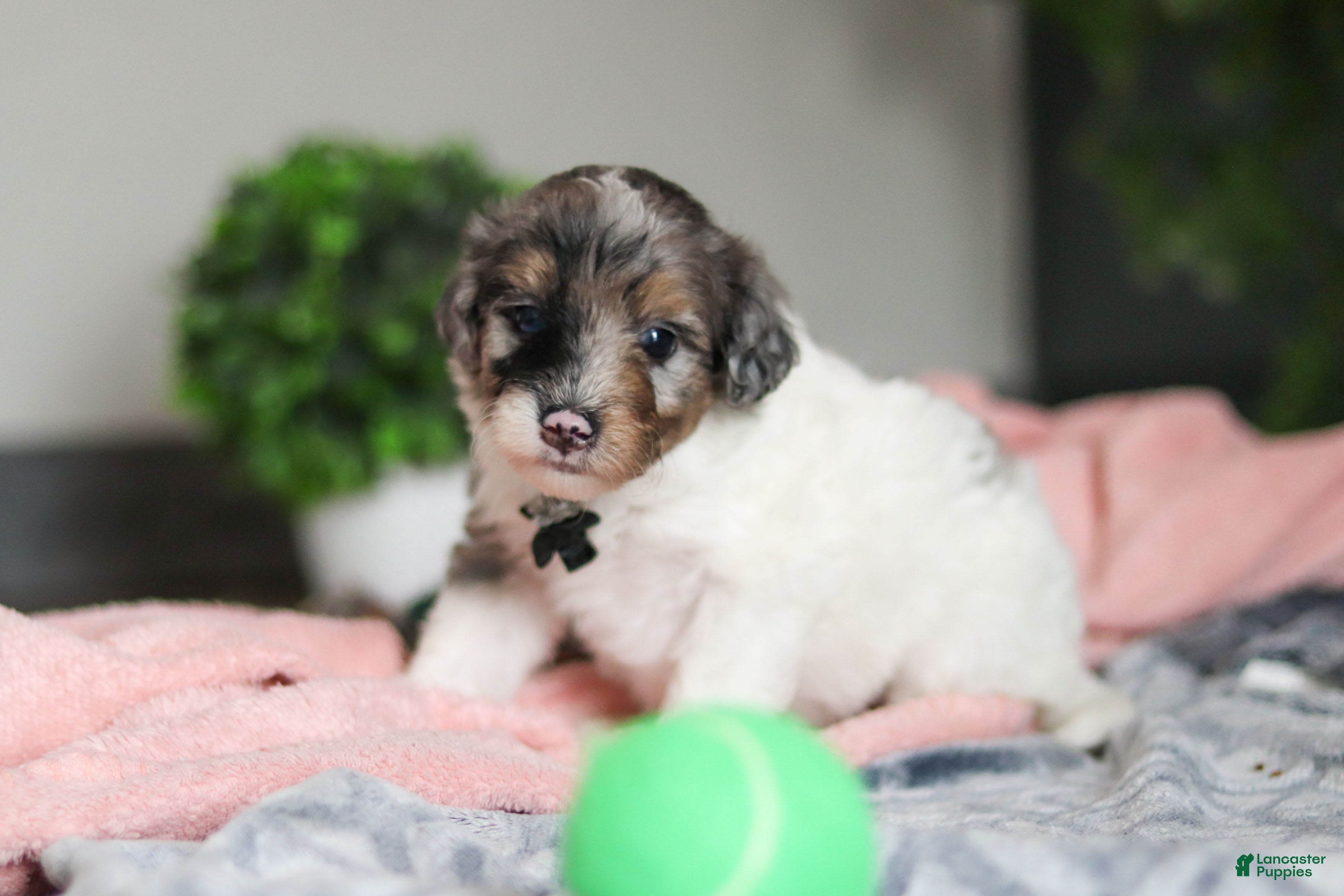 Mini Bernedoodle dogs Dannie - Ad 2