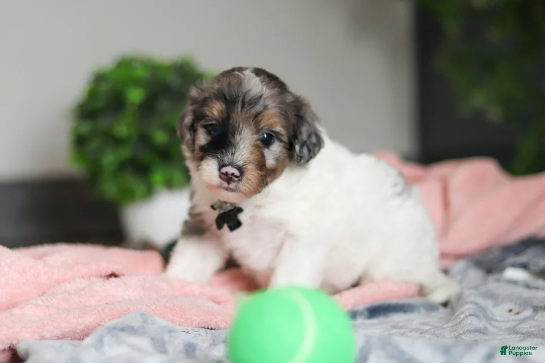 Mini Bernedoodle dogs for sale: Dannie - Ad 2