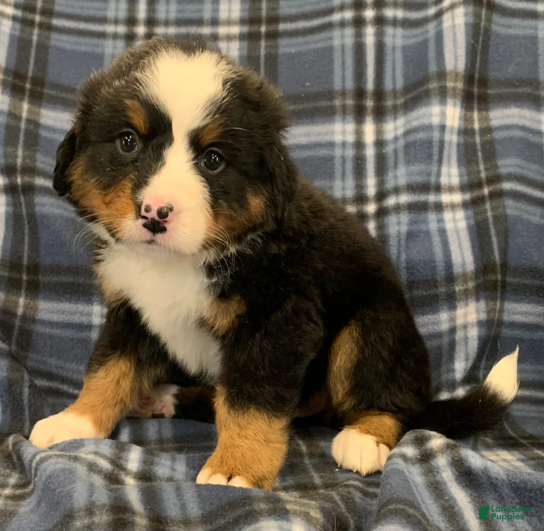 Bernese Mountain Dog dogs for sale: Bernese Mountain Dog Puppy 1 - Ad 4