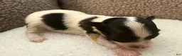 Yorkshire Terrier dogs for sale: Micro teacup Arlo - Ad 3