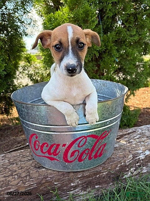 Mixed Breed dogs Silas  - Ad 1