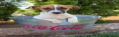 Silas 