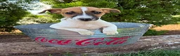 Mixed Breed dogs for sale: Silas  - Ad 1