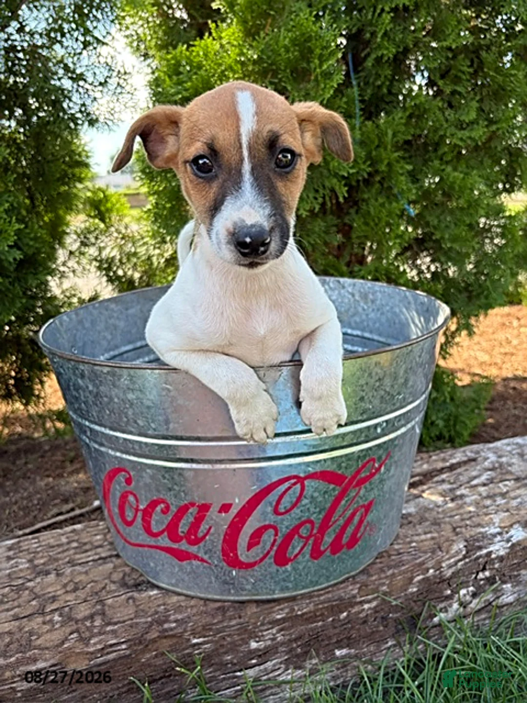 Mixed Breed dogs for sale: Silas  - Ad 1