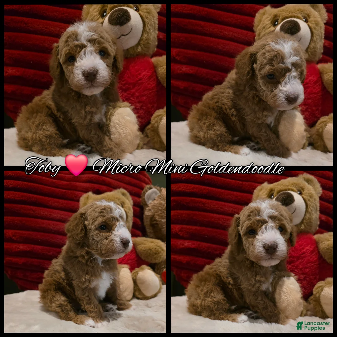 Mini Goldendoodle dogs for sale: Toby - Ad 2