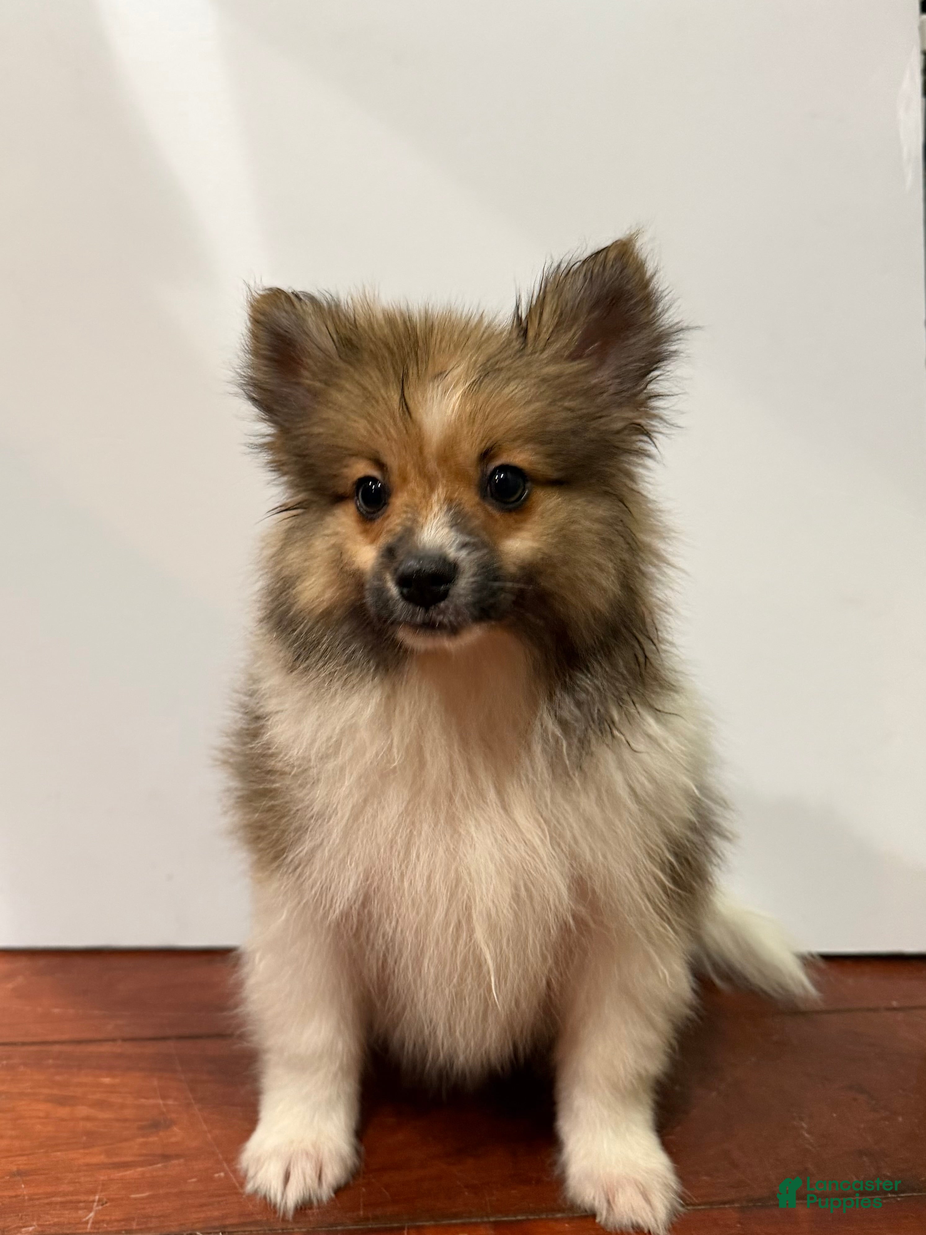 Pomeranian dogs Butter - Ad 1