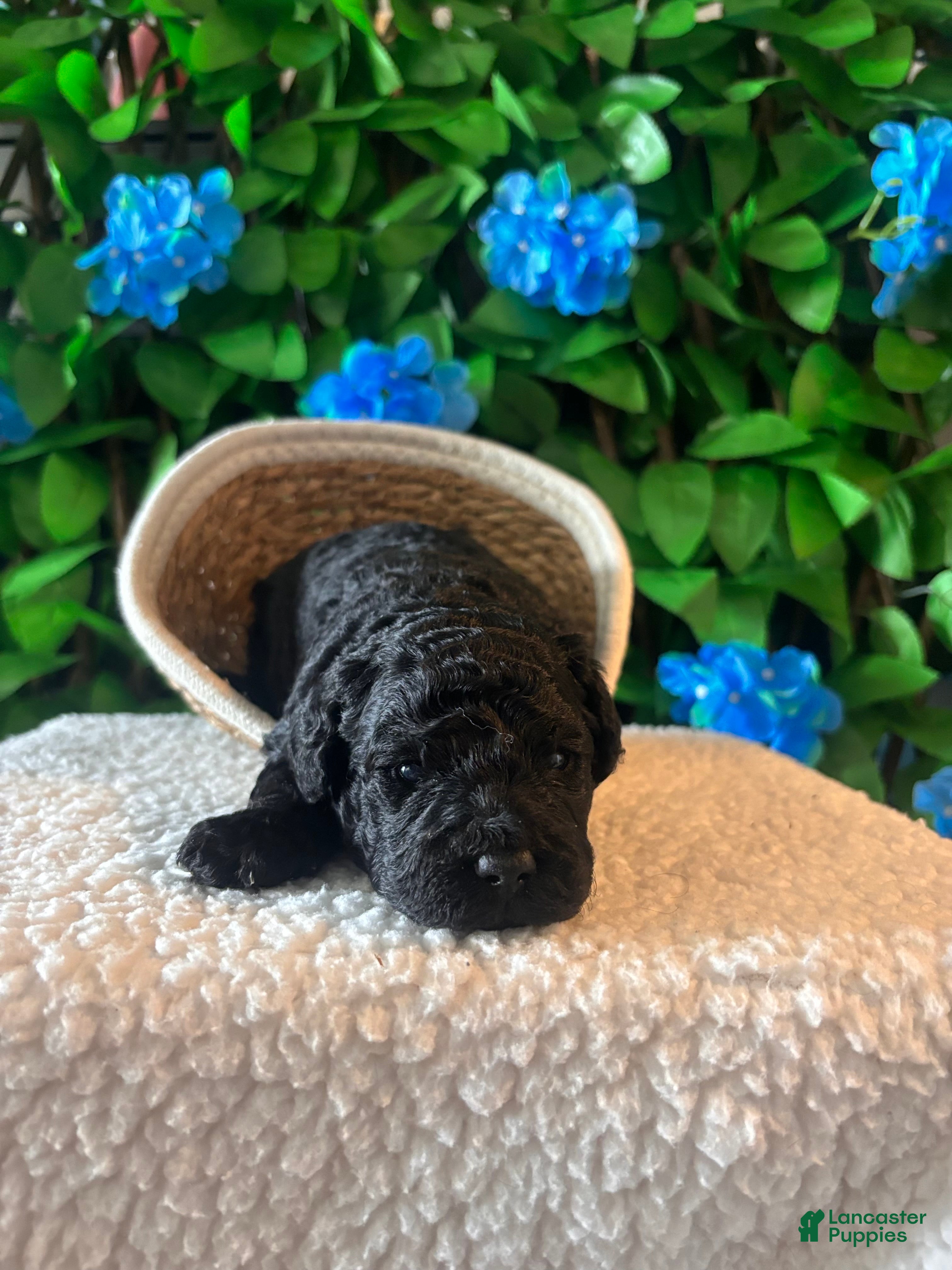 Mini Goldendoodle dogs Mini Poodle Mix Puppy - Ad 1