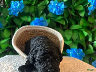 Mini Goldendoodle dogs for sale: Mini Poodle Mix Puppy - Ad 1