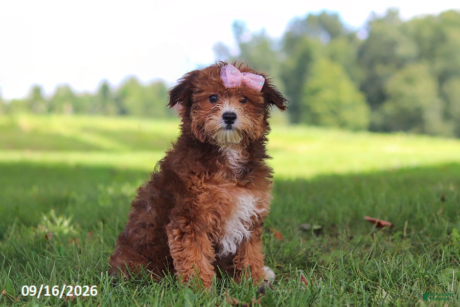 Yochon dogs Lexi - Ad 1