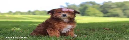 Yochon dogs for sale: Lexi - Ad 1