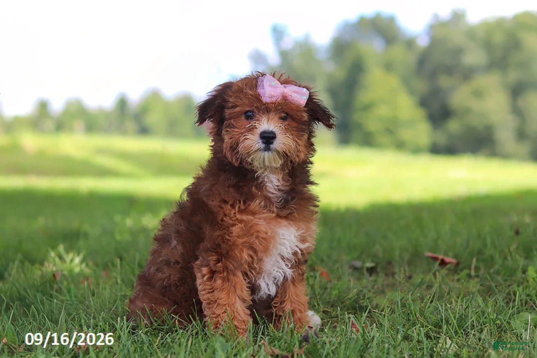 Yochon dogs for sale: Lexi - Ad 1