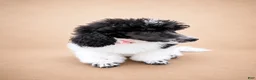 Miniature Poodle dogs for sale: Cora - Ad 6