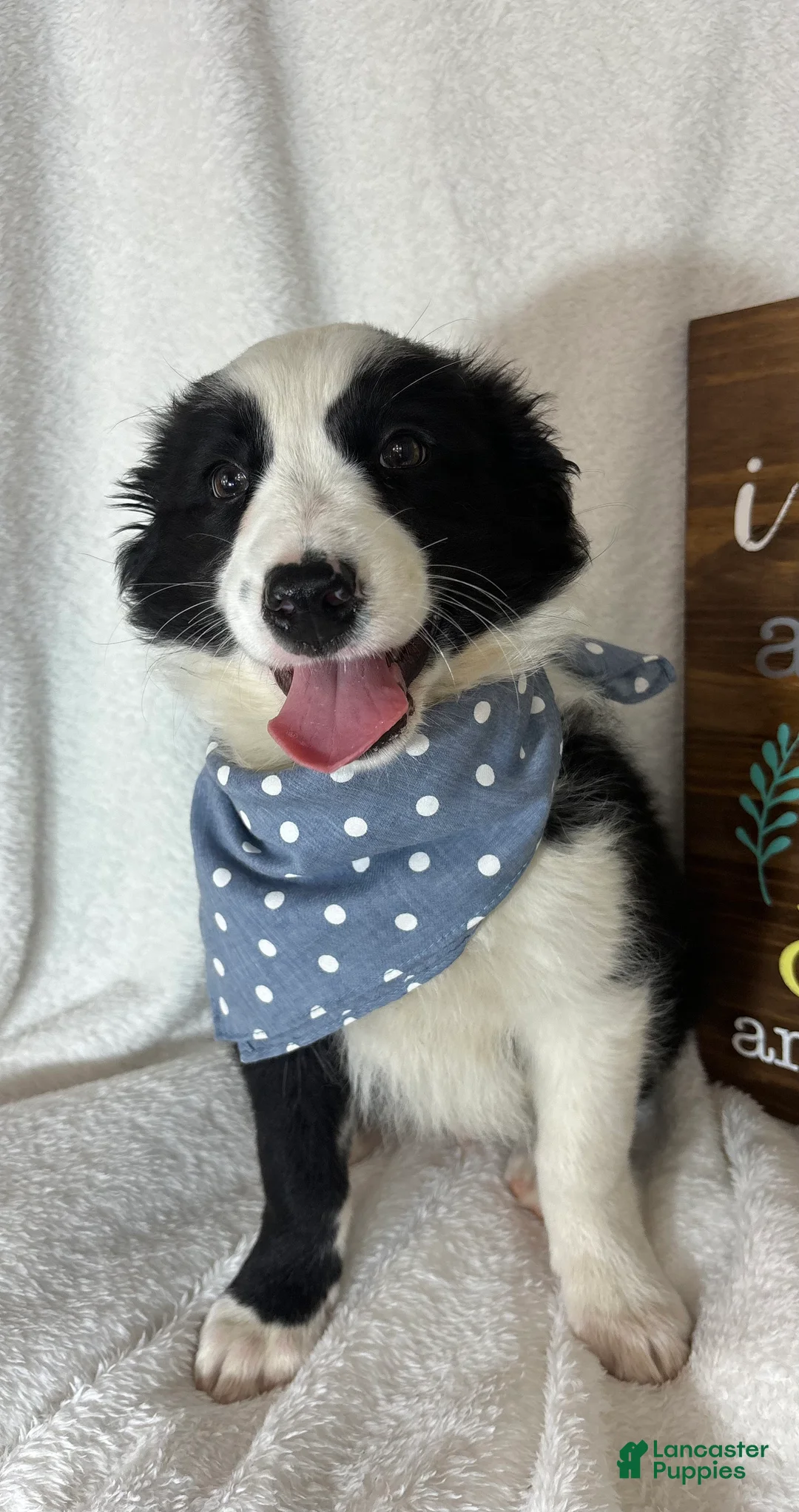 Australian Shepherd dogs for sale: Boomer - Ad 2