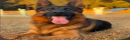 German Shepherd dogs for sale: Brown Boy - Ad 5