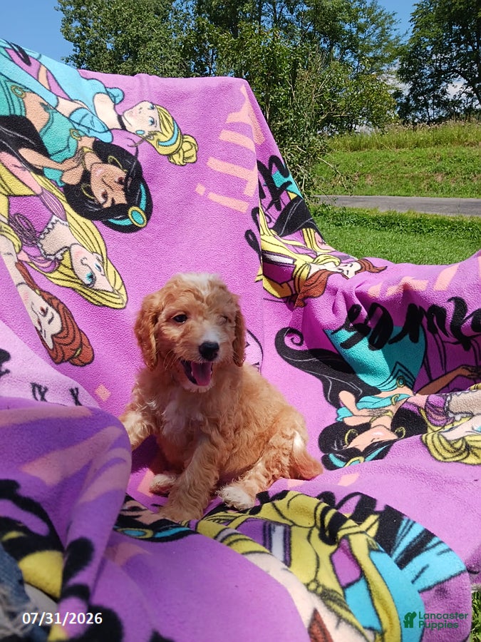 Mini Goldendoodle dogs Belle - Ad 2
