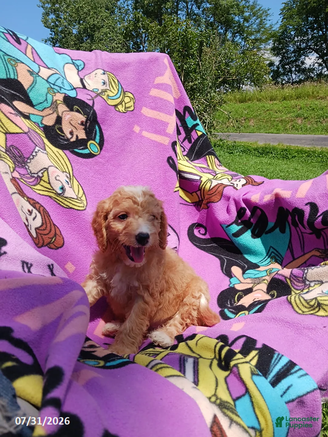Mini Goldendoodle dogs for sale: Belle - Ad 2