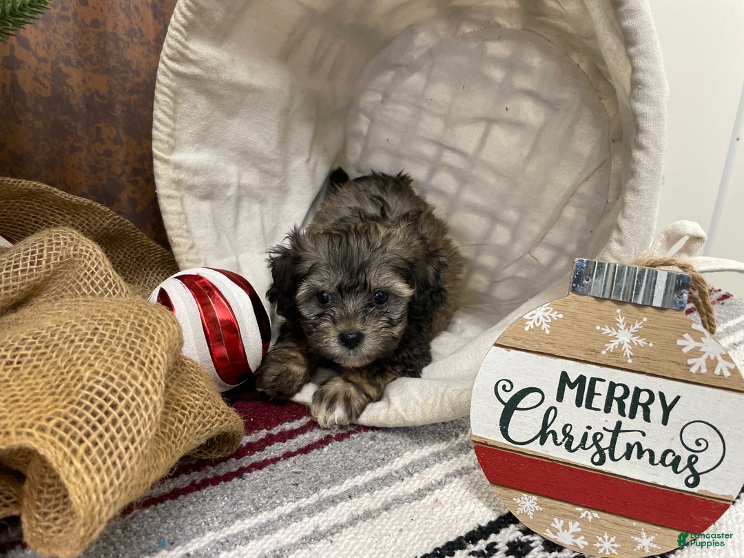 Shihpoo dogs for sale: Colter - Ad 12