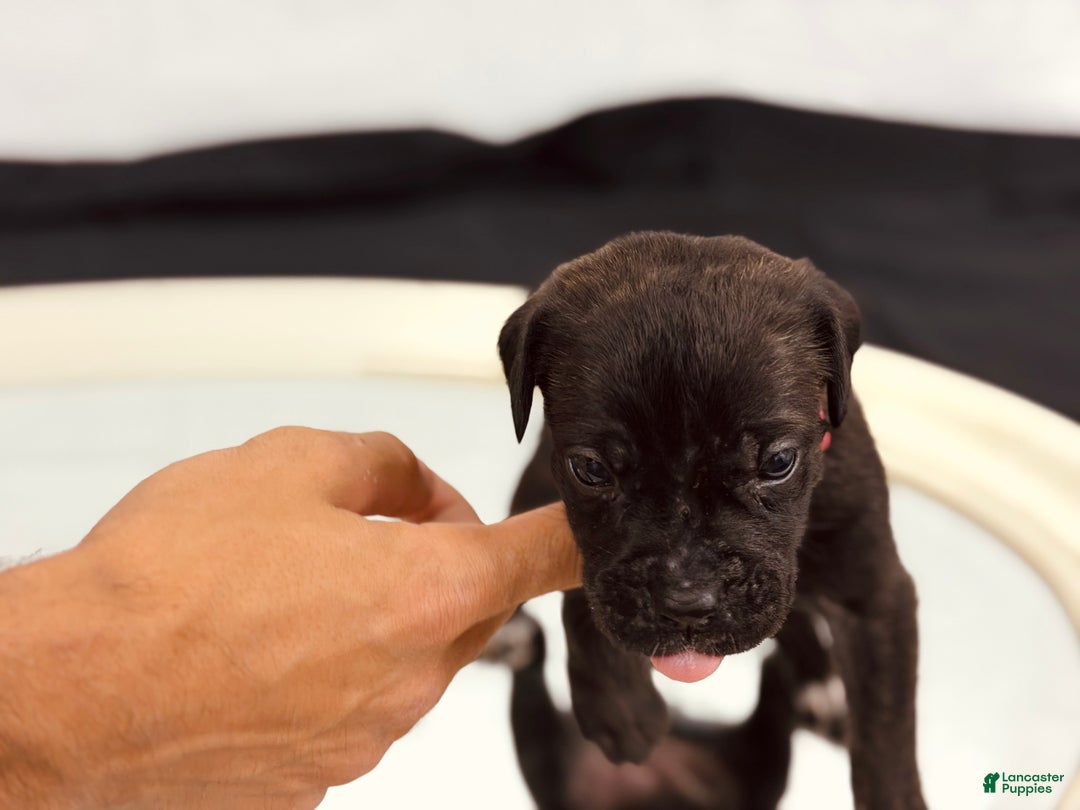 Cane Corso dogs for sale: Artemis  - Ad 3