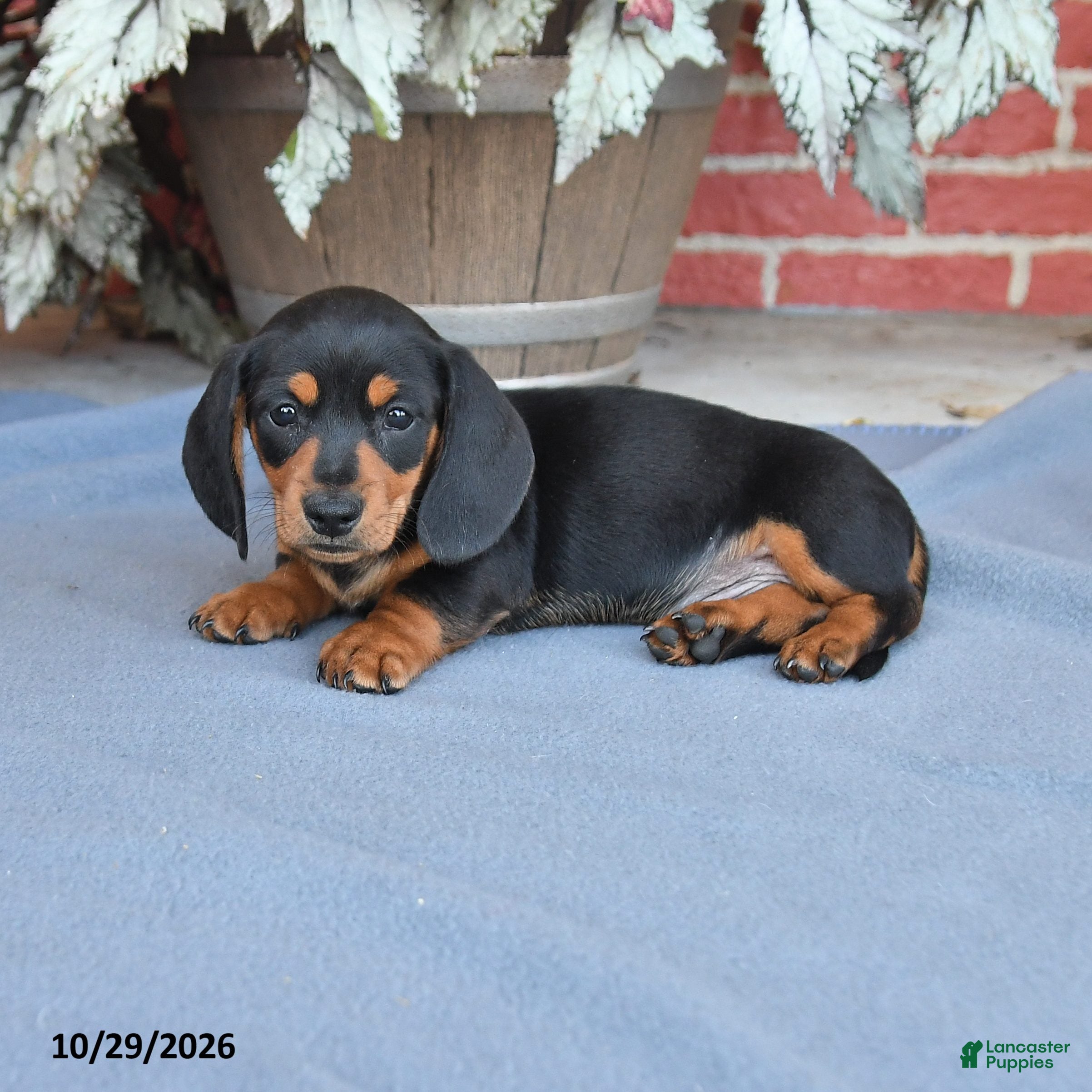 Miniature Dachshund dogs for sale: Brownie - Ad 1