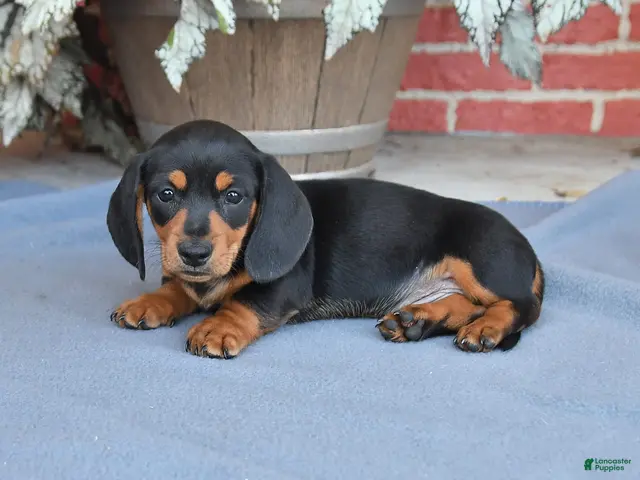 Miniature Dachshund dogs for sale: Brownie - Ad 1