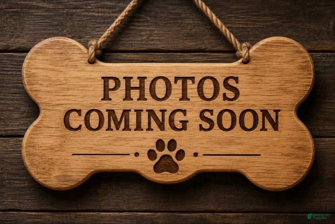 Shih Tzu dogs Shih Tzu 7 - Ad 12