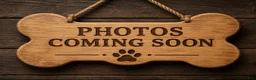 Shih Tzu dogs for sale: Shih Tzu 7 - Ad 1