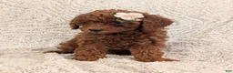 Miniature Poodle dogs for sale: Queenie  - Ad 13