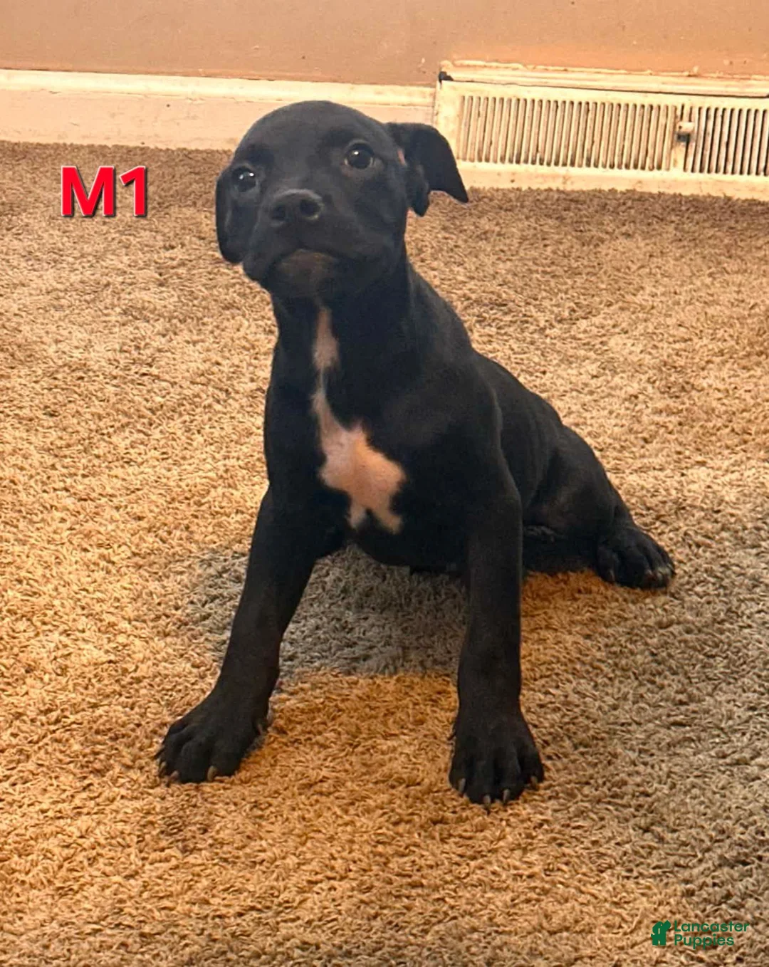 Mixed Breed dogs for sale: Male 1 - Ad 1