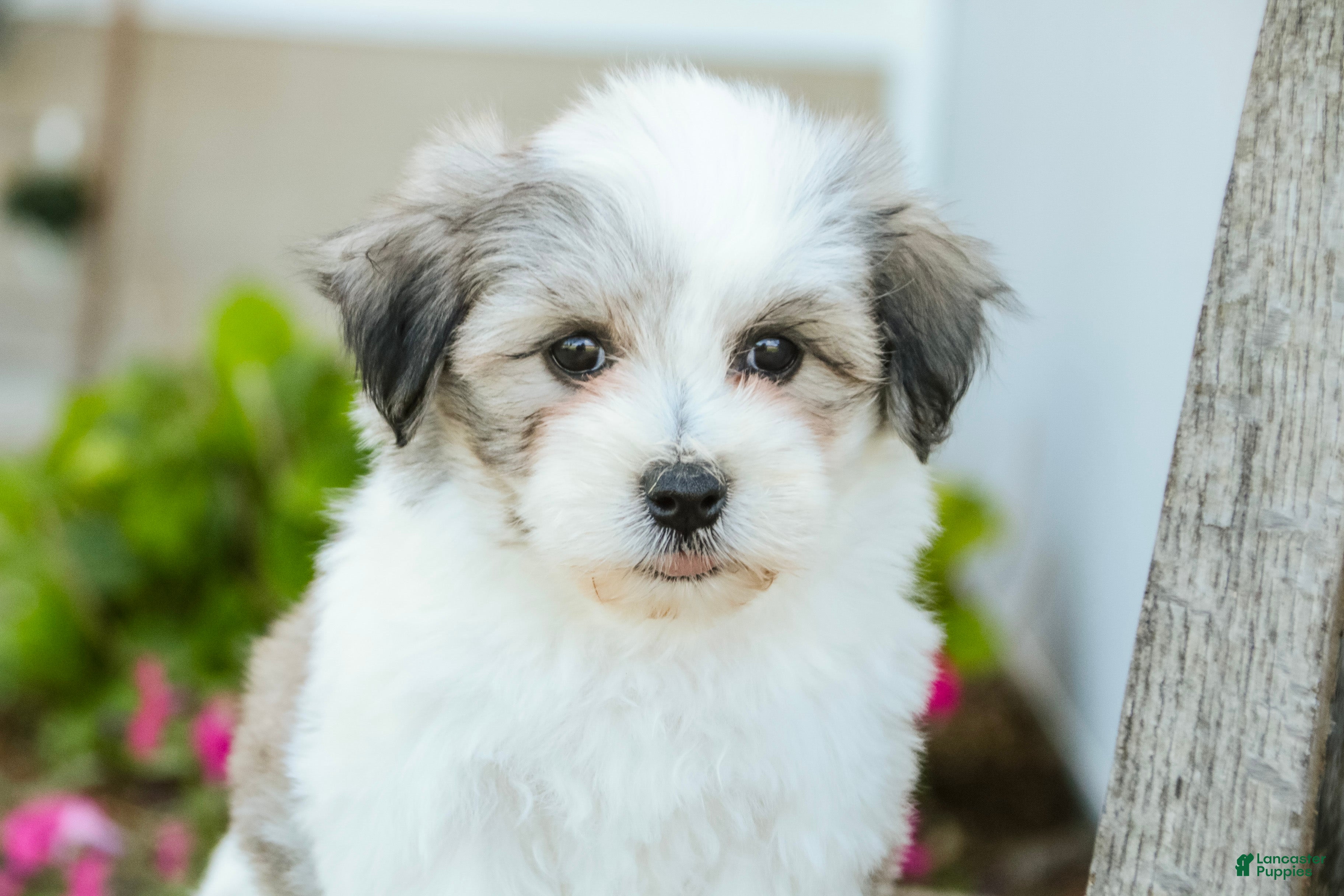 Havanese dogs Florence - Ad 2