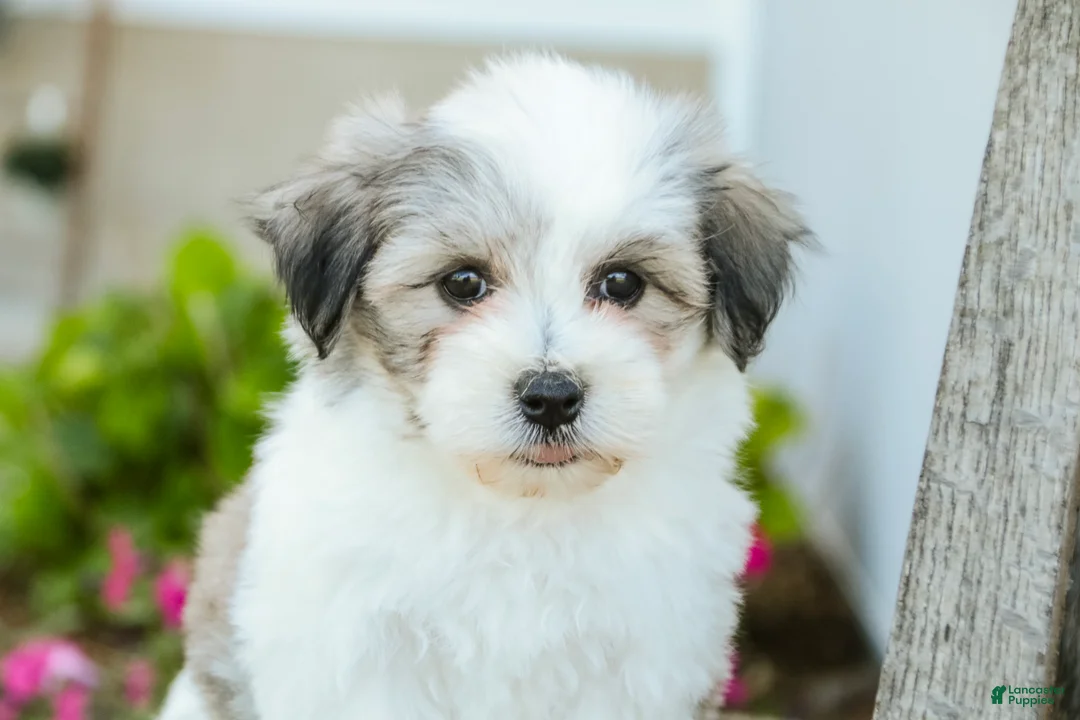 Havanese dogs for sale: Florence - Ad 2