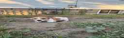 Jack Chi dogs for sale: Jack Chi 1 - Ad 7