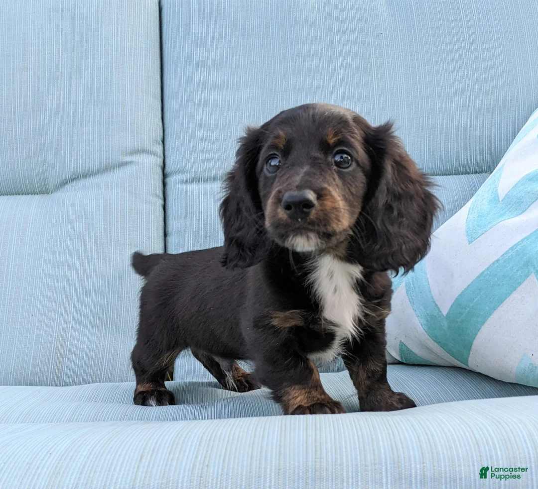 Miniature Dachshund dogs for sale: Frankie  - Ad 2