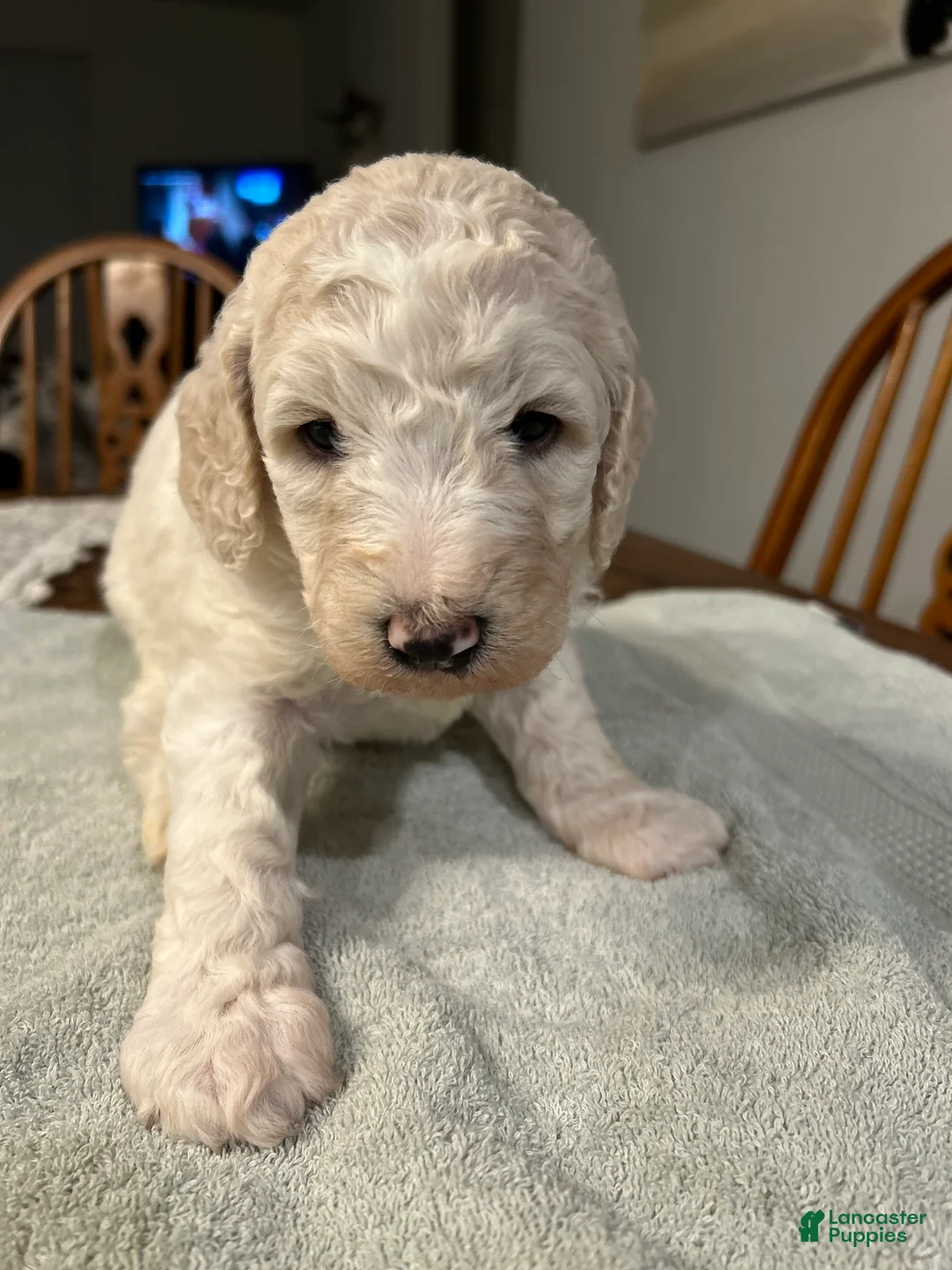 Standard Poodle dogs for sale: Faith - Ad 1