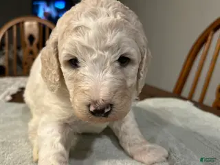 Standard Poodle dogs Faith - Ad 3